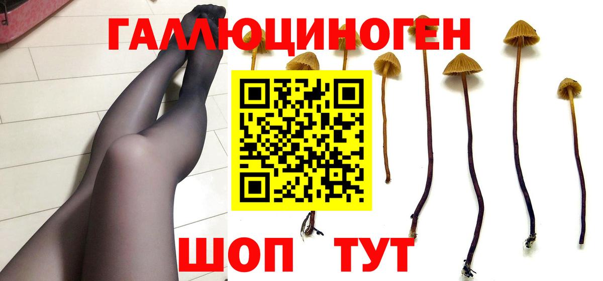 Псилоцибиновые грибы Psilocybine cubensis Октябрьский